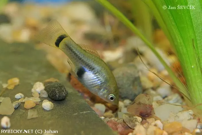 Xiphophorus xiphidium | © Johan Xiphophorus xiphidium | © Johan